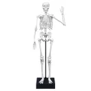 Buki Összeépíthető emberi csontváz 45 cm