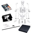 Buki Összeépíthető emberi csontváz 85 cm