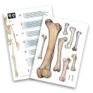 Buki Összeépíthető emberi csontváz 85 cm