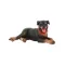 Bullyland 65447 Rottweiler kutya, Fiona
