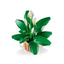 LEGO® Botanicals 11504 Vitorlavirág
