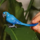 Schleich 14859 Jácintkék ara