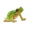 Schleich 14882 Európai levelibéka