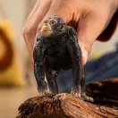 Schleich 14883 Csimpánz