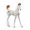 Schleich 14896 Marwari csikó
