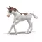 Schleich 81459 Horse Club Gyűjthető csikó - Dipper